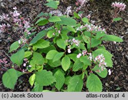 Hydrangea moellendorffii