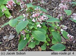 Hydrangea moellendorffii