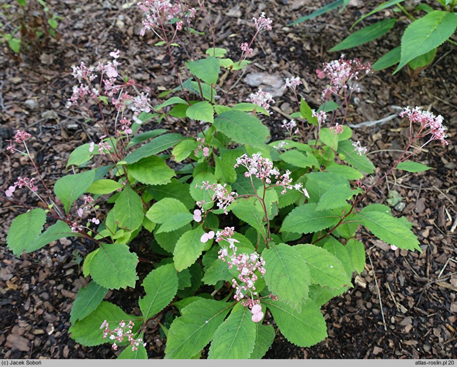 Hydrangea moellendorffii