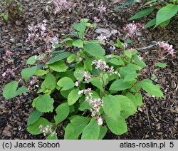 Hydrangea moellendorffii