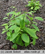 Hydrangea moellendorffii