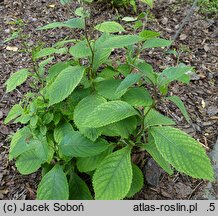 Hydrangea moellendorffii