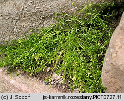 Sagina procumbens