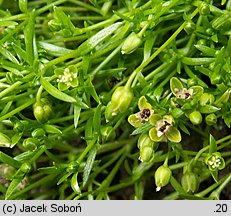 Sagina procumbens