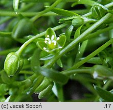 Sagina procumbens