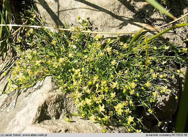 Sagina procumbens