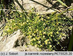 Sagina procumbens