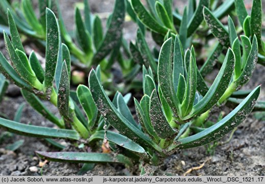 Carpobrotus edulis (karpobrot jadalny)