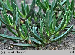 Carpobrotus edulis (karpobrot jadalny)