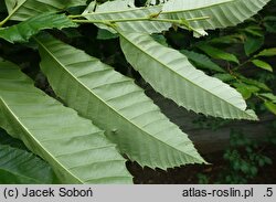 Castanea mollissima (kasztan chiński)