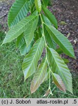 Castanea mollissima (kasztan chiński)