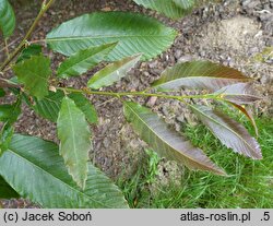 Castanea sativa Anny's Summer Red