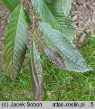 Castanea sativa Anny's Summer Red
