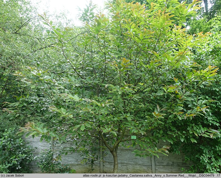 Castanea sativa Anny's Summer Red