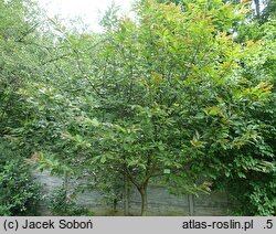 Castanea sativa Anny's Summer Red