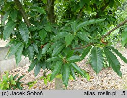 Castanea sativa Ecker 1