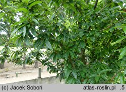 Castanea sativa Ecker 1