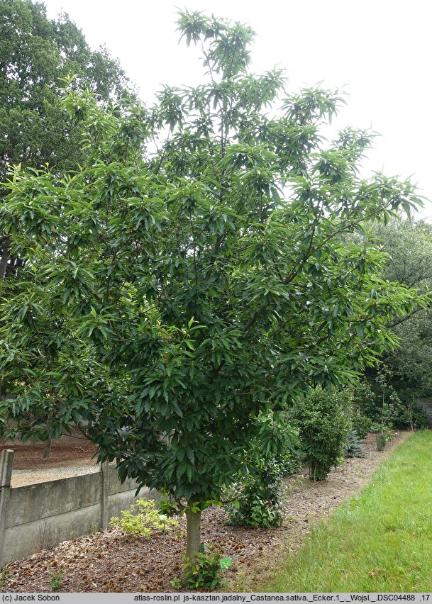 Castanea sativa Ecker 1