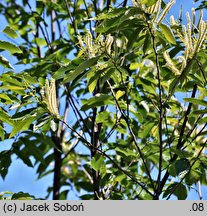 Castanea pumila (kasztan niski)