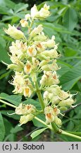 Aesculus ×bushii (kasztanowiec Busha)