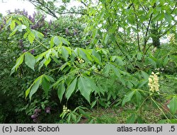 Aesculus ×bushii (kasztanowiec Busha)