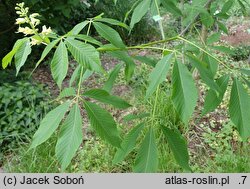 Aesculus ×bushii (kasztanowiec Busha)