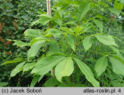 Aesculus ×bushii (kasztanowiec Busha)