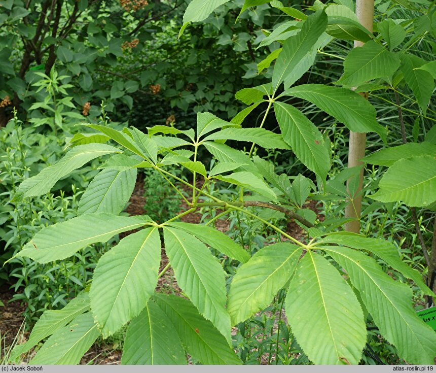 Aesculus ×bushii (kasztanowiec Busha)