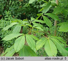 Aesculus ×bushii (kasztanowiec Busha)