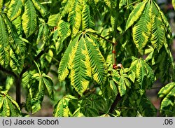 Aesculus carnea (kasztanowiec czerwony)