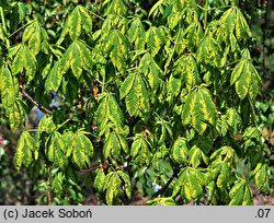 Aesculus carnea (kasztanowiec czerwony)