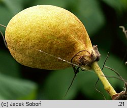 Aesculus parviflora