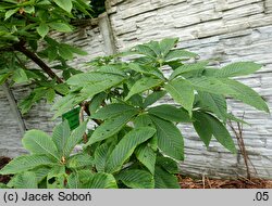 Aesculus glabra Sofia