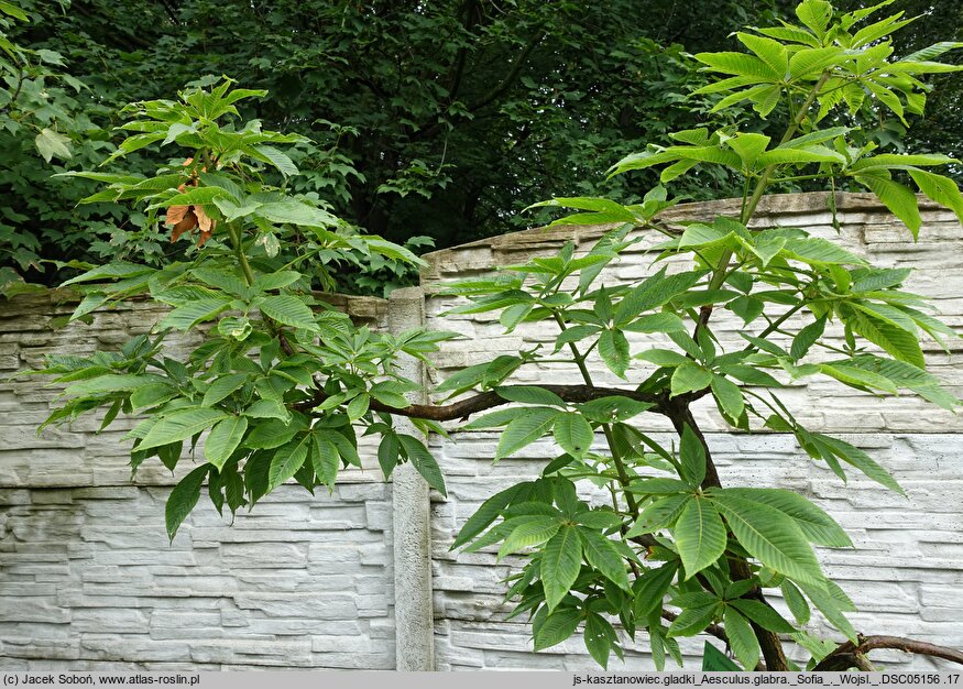 Aesculus glabra Sofia