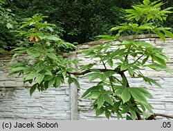 Aesculus glabra Sofia