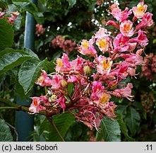 Aesculus carnea (kasztanowiec czerwony)