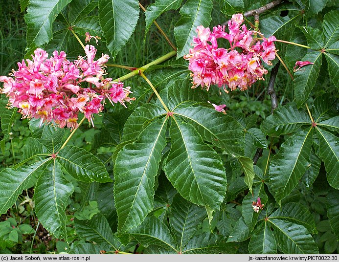 Aesculus carnea (kasztanowiec czerwony)