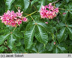 Aesculus carnea (kasztanowiec czerwony)