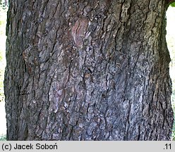 Aesculus carnea (kasztanowiec czerwony)