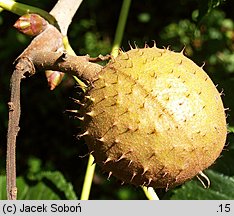 Aesculus carnea (kasztanowiec czerwony)