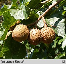 Aesculus carnea (kasztanowiec czerwony)