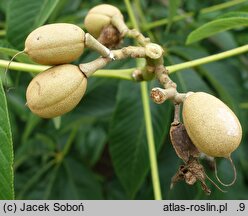 Aesculus sylvatica (kasztanowiec leśny)