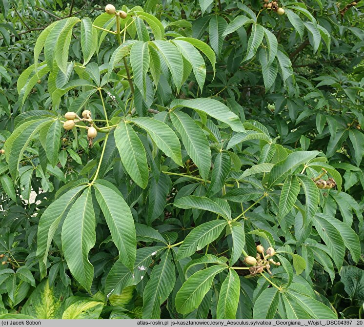 Aesculus sylvatica (kasztanowiec leśny)