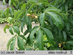 Aesculus sylvatica (kasztanowiec leśny)