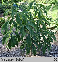 Aesculus sylvatica (kasztanowiec leśny)