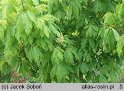 Aesculus ×neglecta Erythroblastos