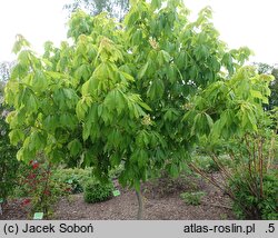 Aesculus ×neglecta Erythroblastos