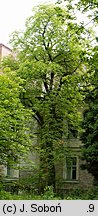 Aesculus flava (kasztanowiec żółty)