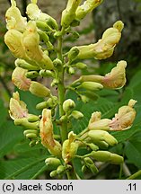 Aesculus flava (kasztanowiec żółty)