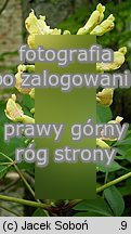 Aesculus flava (kasztanowiec żółty)